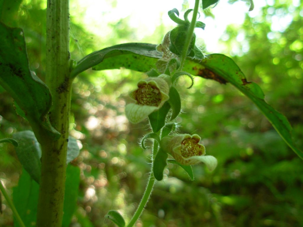 Digitalis ??